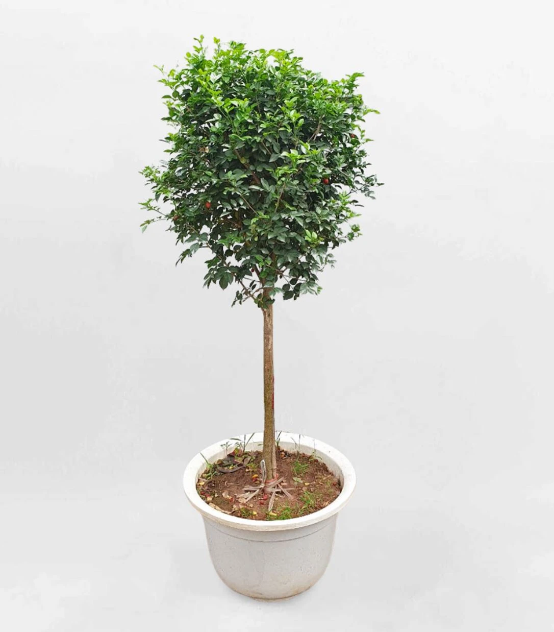 Ý nghĩa phong thủy của cây nguyệt quế