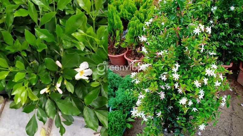 Cây nguyệt quế hợp mệnh Mộc và Hỏa