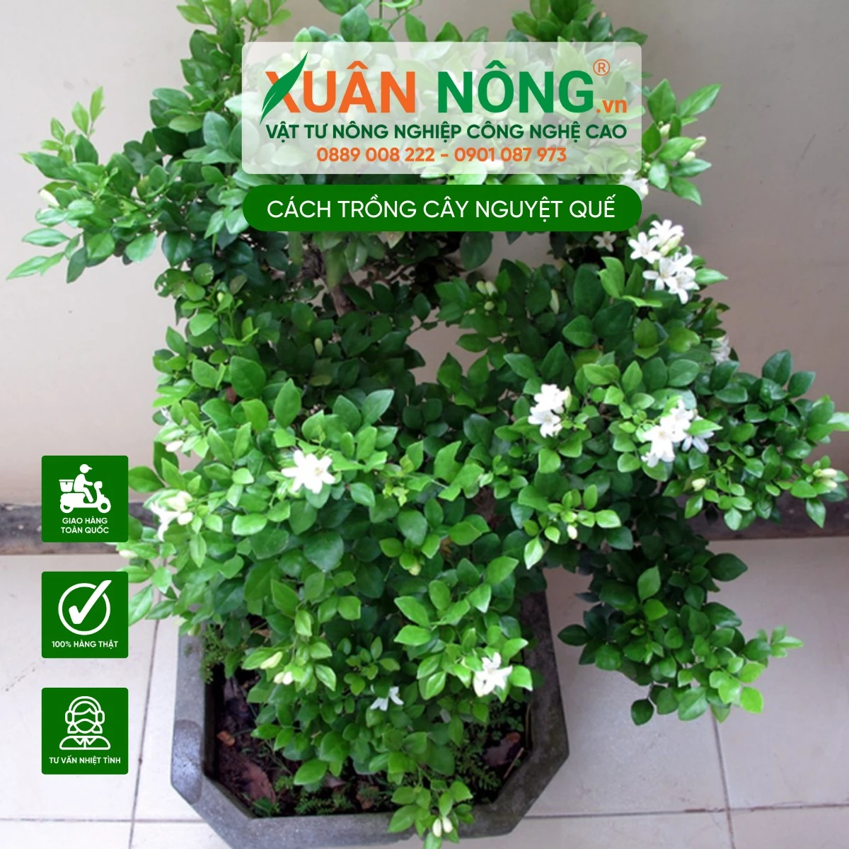 Lợi ích sức khỏe của cây nguyệt quế