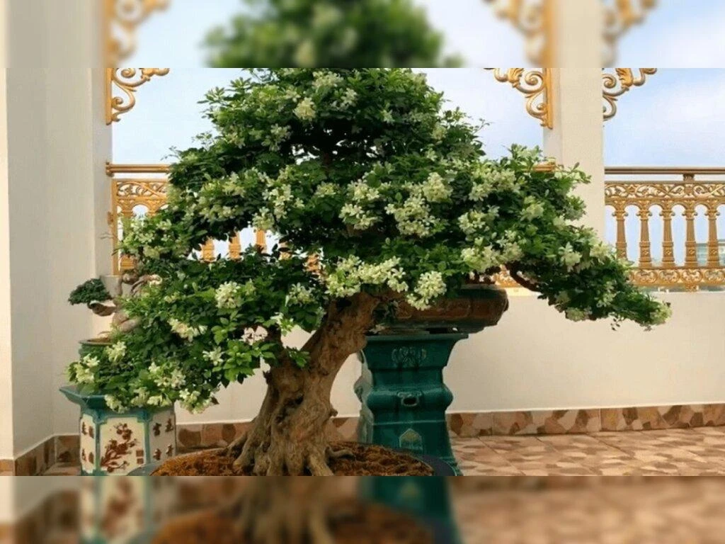 Cây nguyệt quế phong thủy