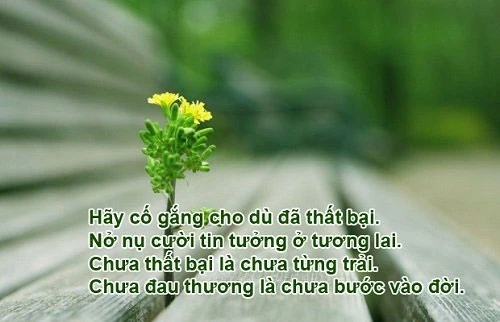 Câu nói hay về nghề nghiệp