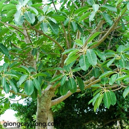 Cây sộp trong cảnh quan