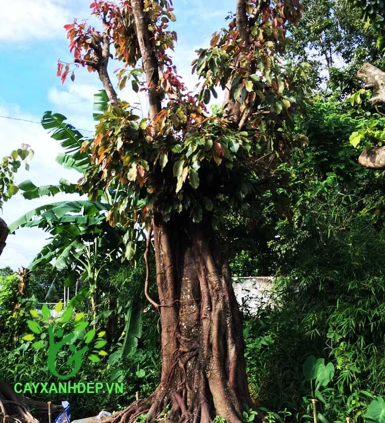 Cây sộp khỏe mạnh