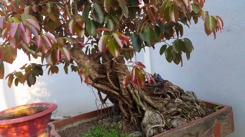 Cây sộp tạo bóng mát