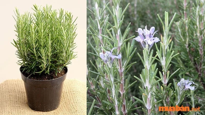 Cây hương thảo trong không gian xanh