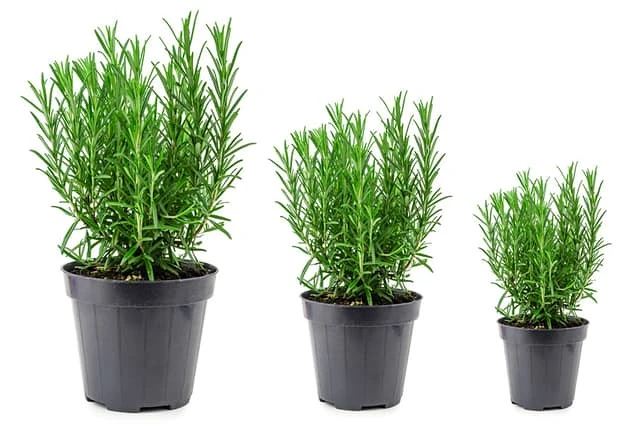 Cây hương thảo và ý nghĩa phong thủy