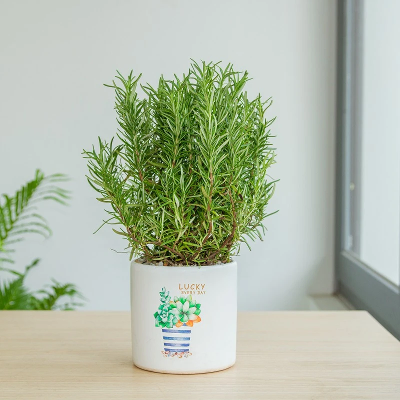 Cây hương thảo trong phong cảnh