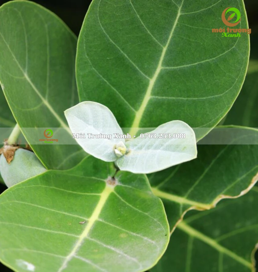 Cây bàng biển trong cảnh quan