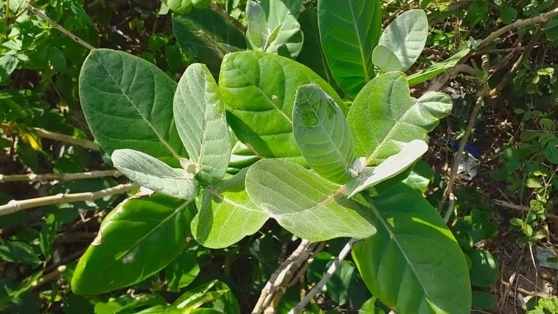 Hướng dẫn chăm sóc cây bàng biển