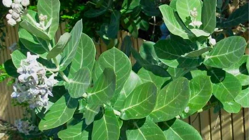 Cây bàng biển trong cảnh quan