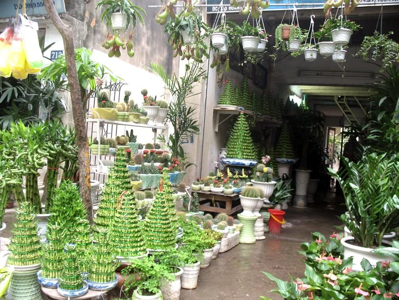 Cây cảnh Hà Nội - Hoàng Hoa Thám