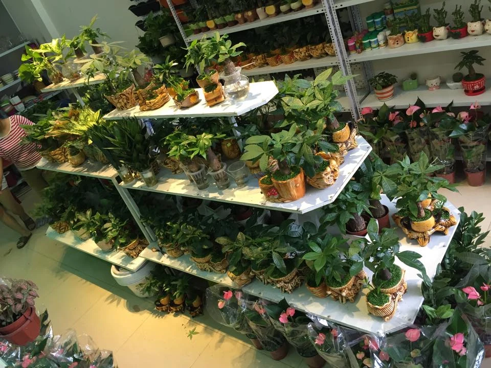 Cây cảnh văn phòng