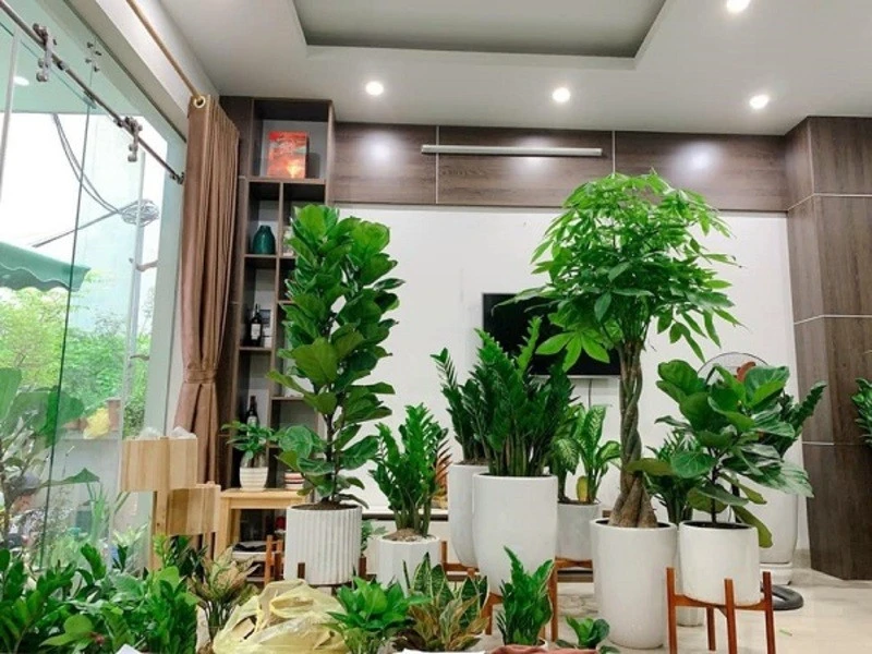 Dịch Vụ Cho Thuê Cây Cảnh