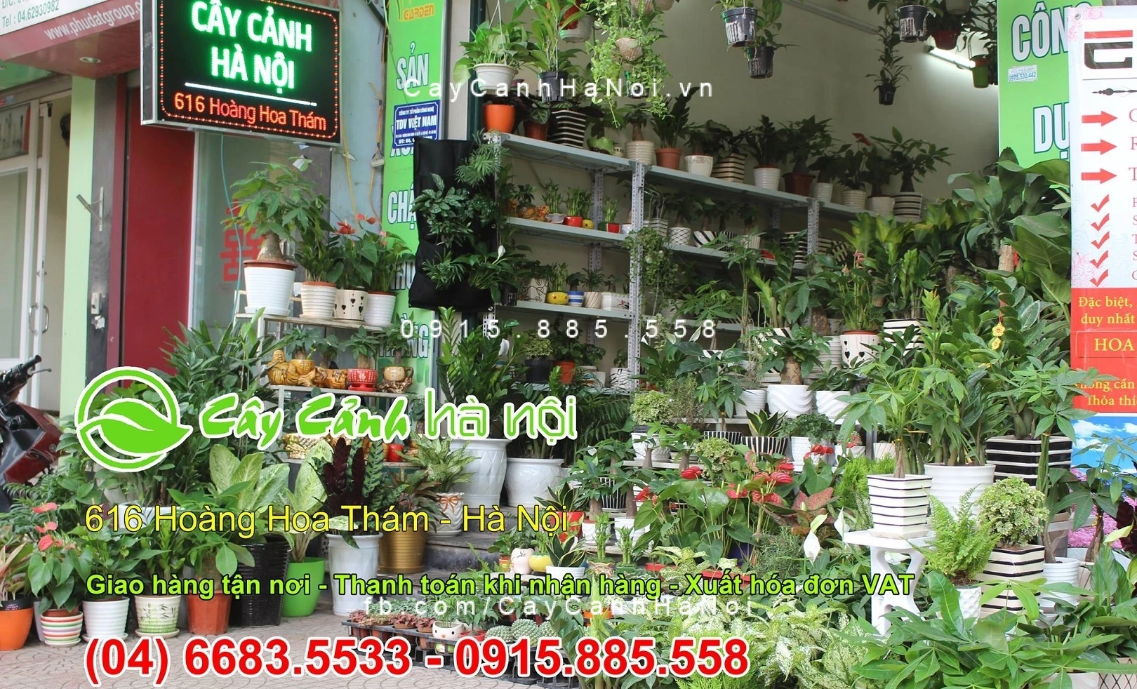 Cây Cảnh Đẹp