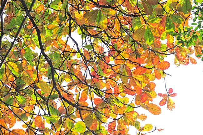 Cây bàng mùa thu