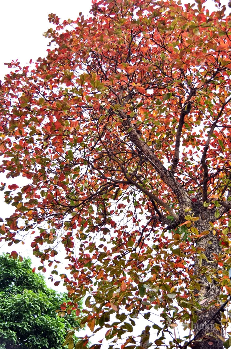 Cây bàng lá đỏ