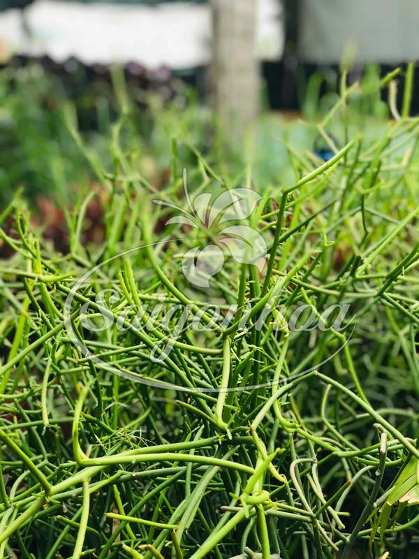 Cây xương cá sân vườn