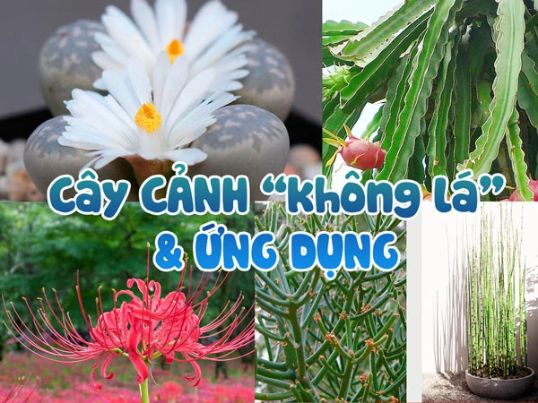 Cây cảnh không lá