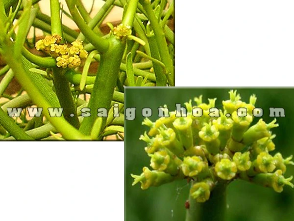 Hoa cây xương cá