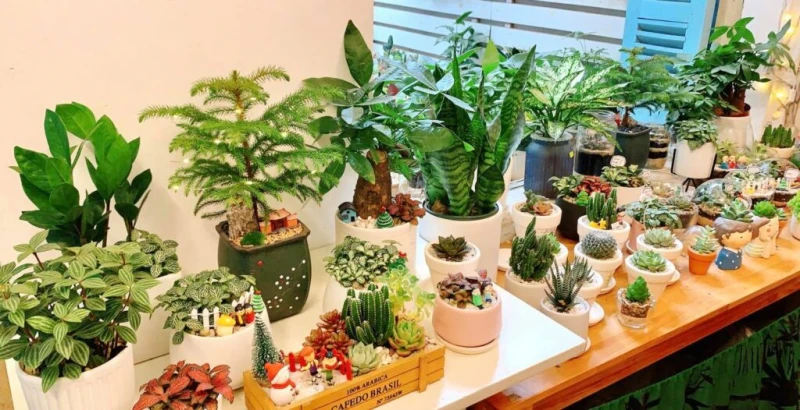 Cây Cảnh Văn Phòng