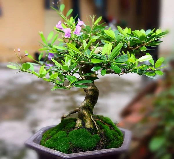 Cây linh sam trong phong thủy