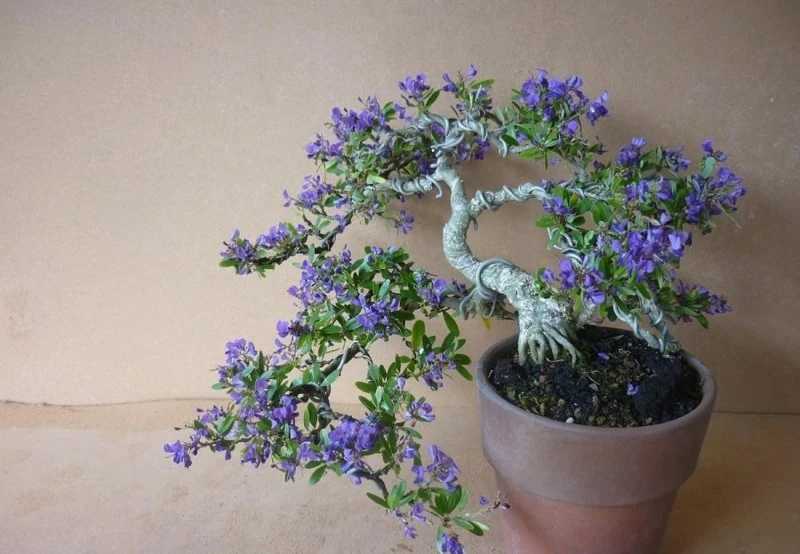 Cây linh sam đẹp