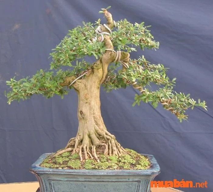 Cây linh sam trong không gian sống