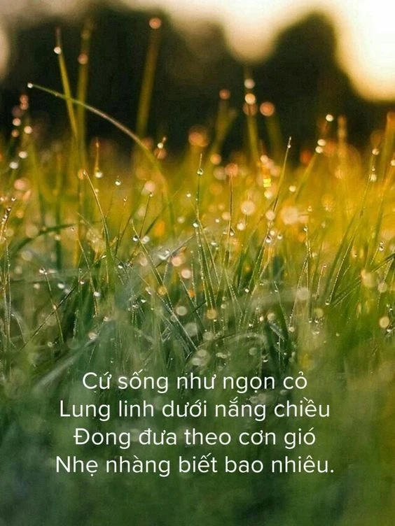 Thơ ngắn - Một hành trình khám phá