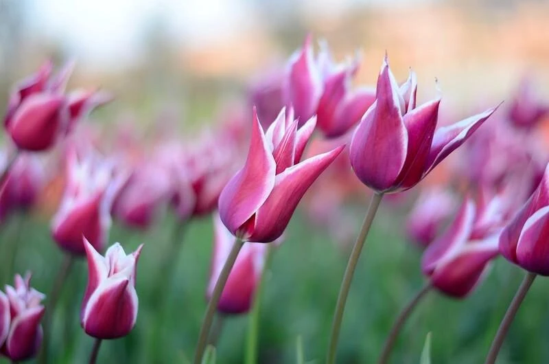 TOP 101+ ảnh hoa Tulip đẹp lung linh làm hình nền điện thoại