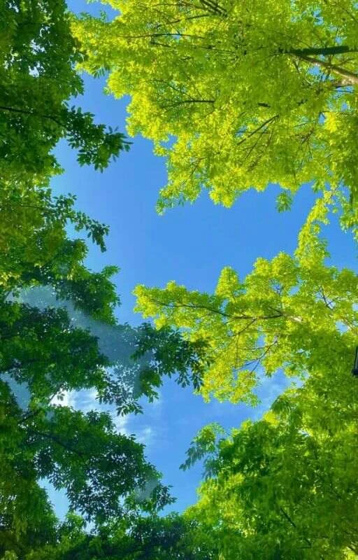 Hình nền may mắn tài lộc cho không gian sống thêm phong thủy