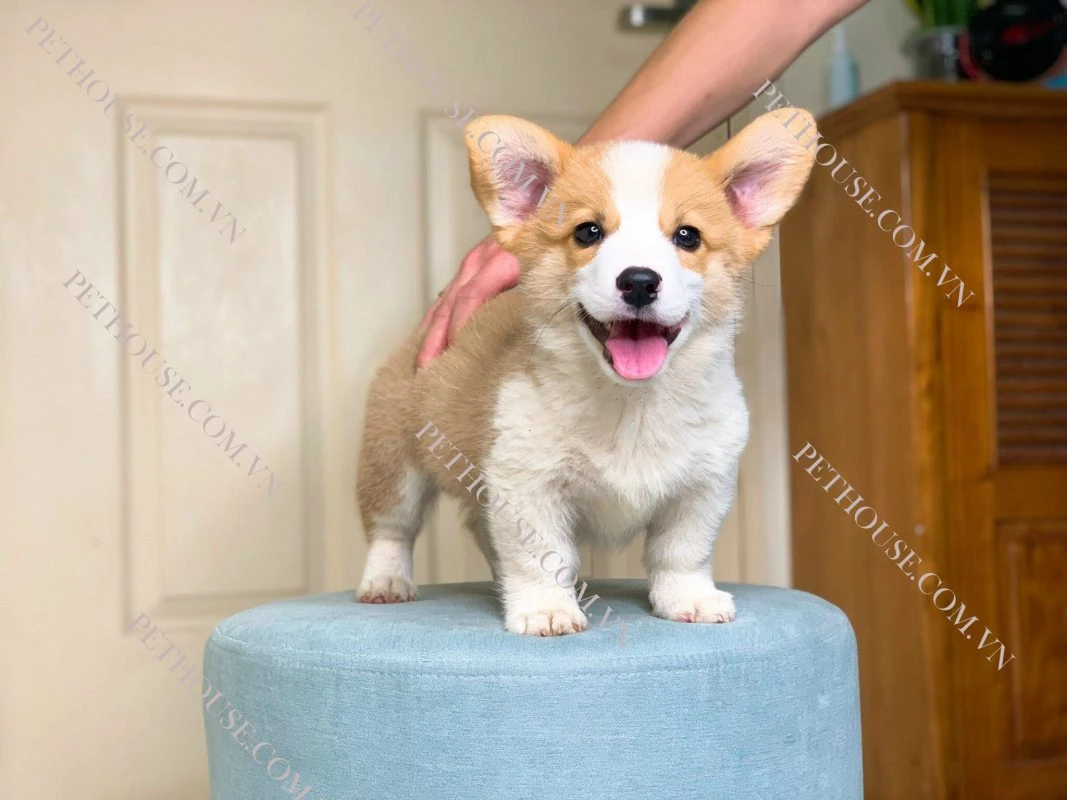 Chó Corgi Chân Lùn - Bảng Giá Chó Corgi Mới Nhất