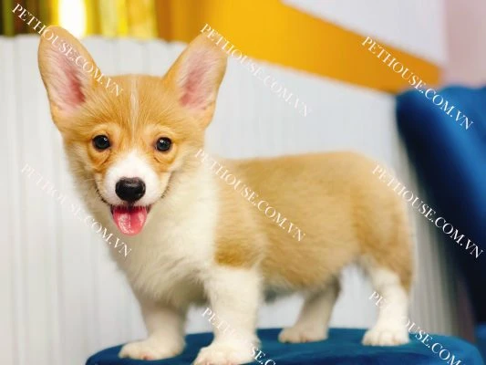 Chó Corgi Chân Lùn - Bảng Giá Chó Corgi Mới Nhất