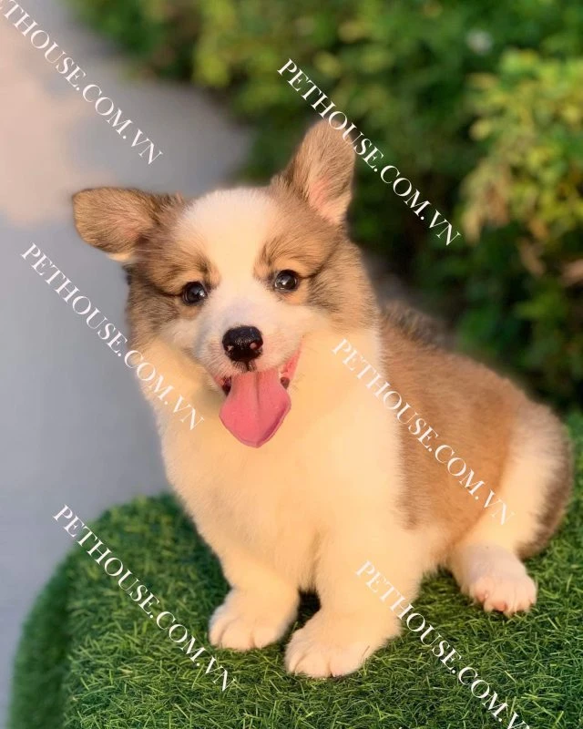 Chó Corgi Chân Lùn - Bảng Giá Chó Corgi Mới Nhất