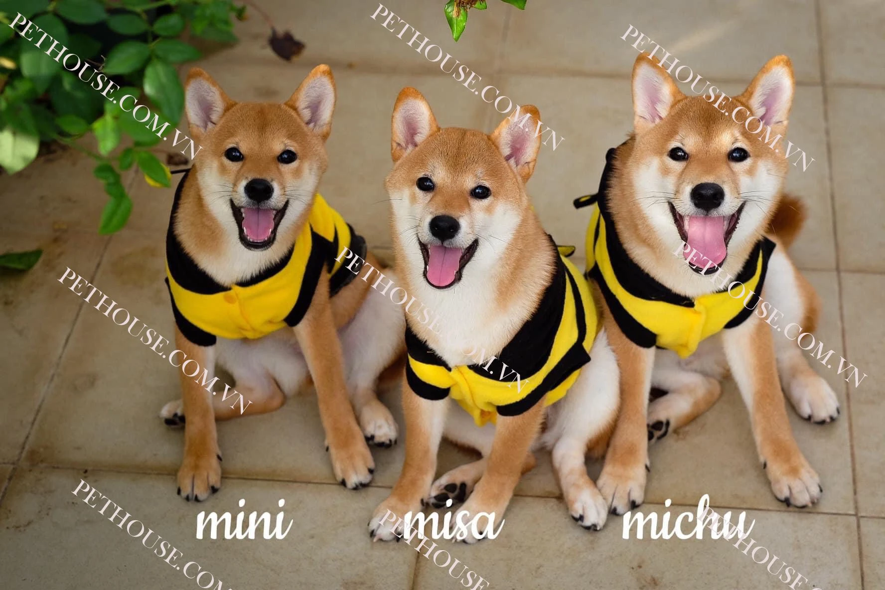 Chó Shiba Inu Thuần Chủng - Trại Chó Shiba HN và Tphcm