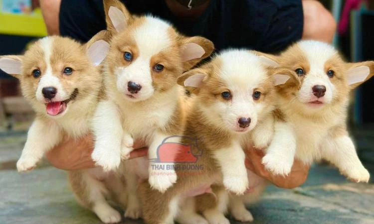 Chó Corgi giá bao nhiêu?