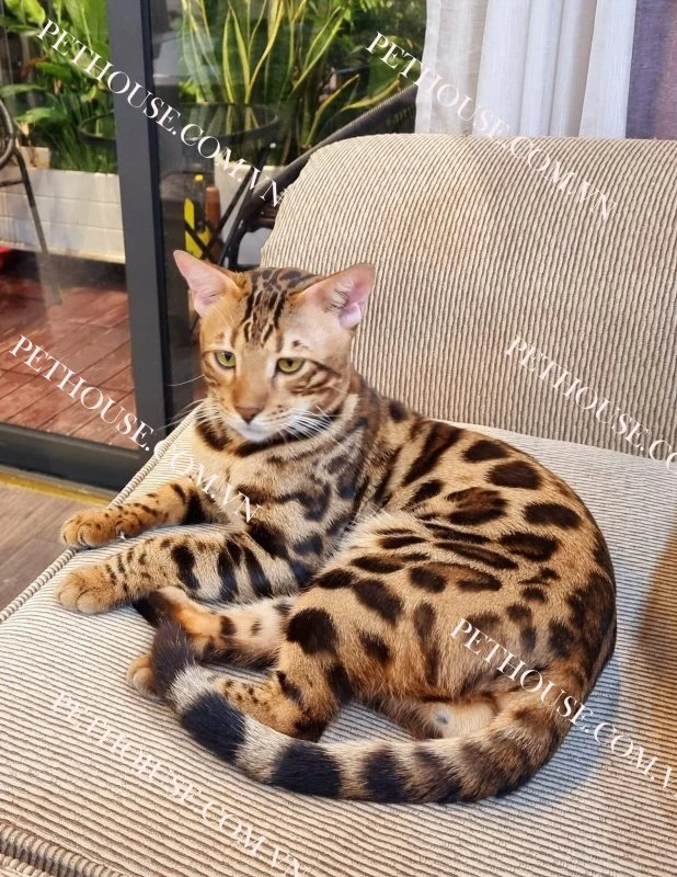 Mèo Bengal - Pet House - Cửa hàng thú cưng và phụ kiện