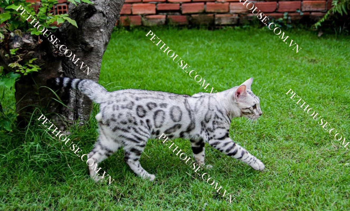 Mèo Bengal - Pet House - Cửa hàng thú cưng và phụ kiện