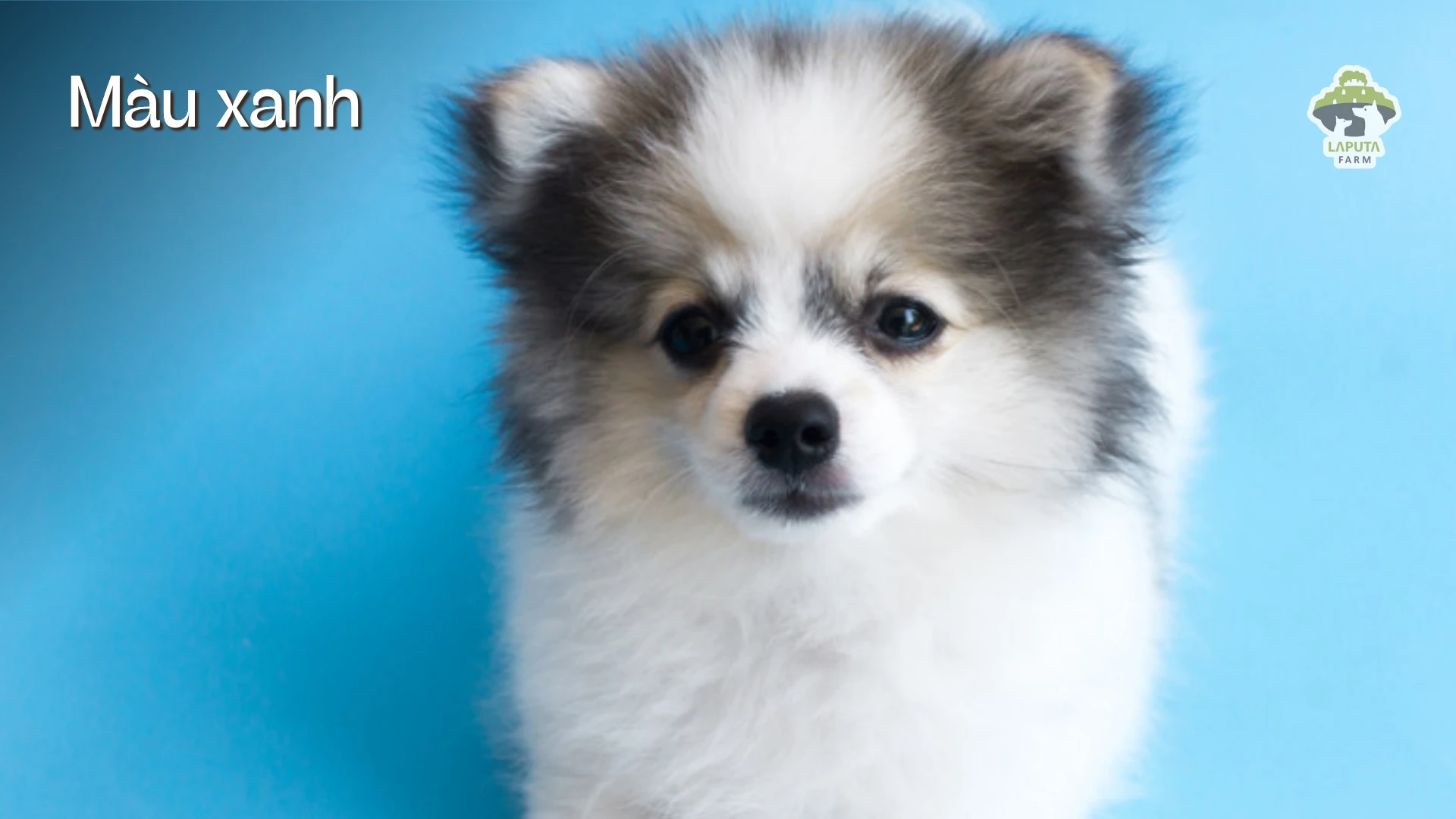 Chó Phốc sóc giá bao nhiêu? Địa chỉ mua chó Pomeranian giá rẻ