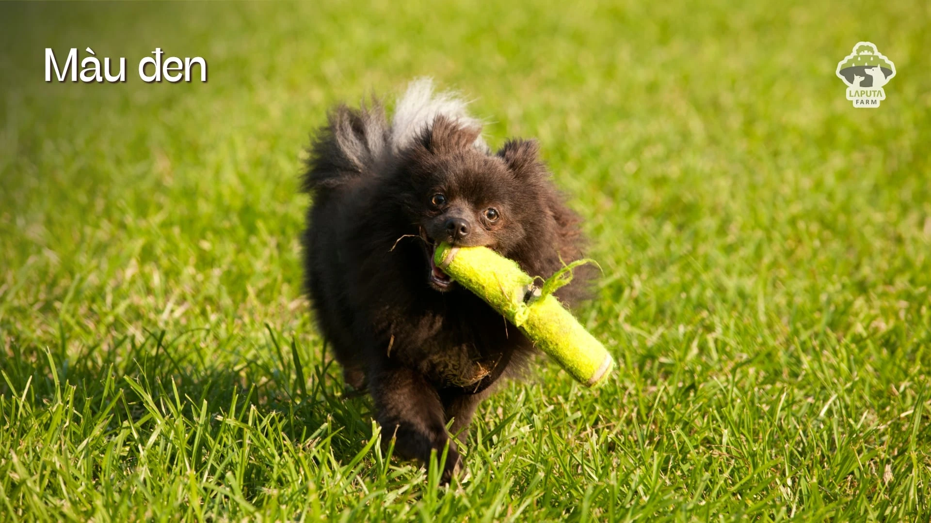 Chó Phốc sóc giá bao nhiêu? Địa chỉ mua chó Pomeranian giá rẻ