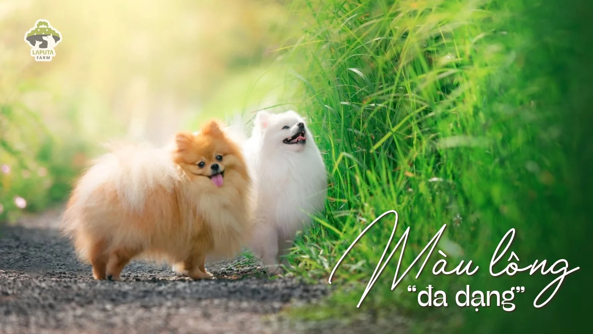 Chó Phốc sóc giá bao nhiêu? Địa chỉ mua chó Pomeranian giá rẻ