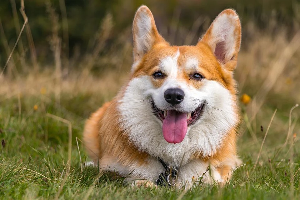 Chó Corgi - Nguồn gốc, đặc điểm và cách chăm sóc tốt nhất