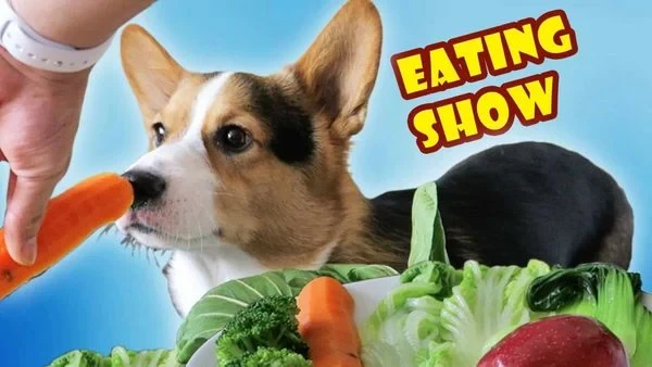 Có nên nuôi giống chó Corgi không? Cần lưu ý gì khi nuôi Corgi? (2020)