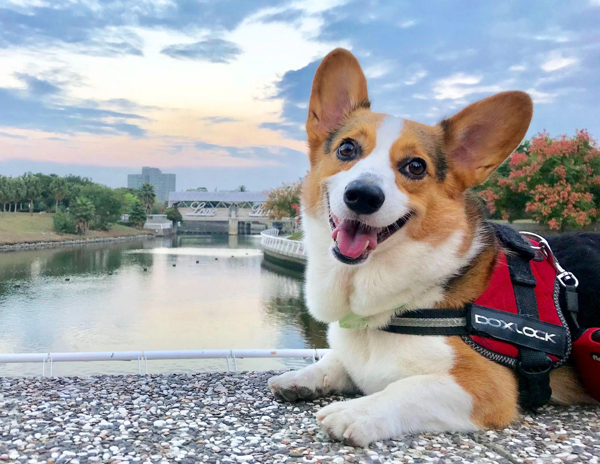 Chó Corgi - Nguồn gốc, đặc điểm và cách chăm sóc tốt nhất