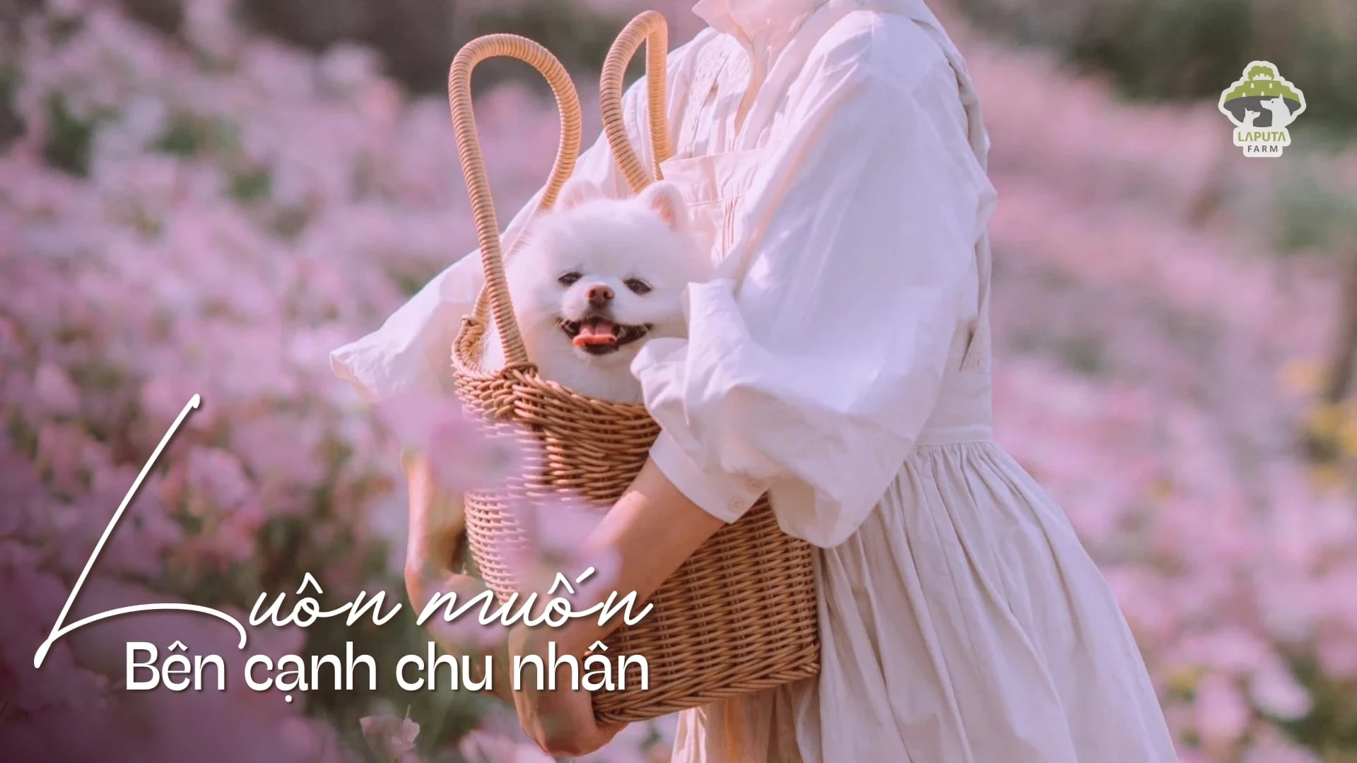 Chó Phốc sóc giá bao nhiêu? Địa chỉ mua chó Pomeranian giá rẻ