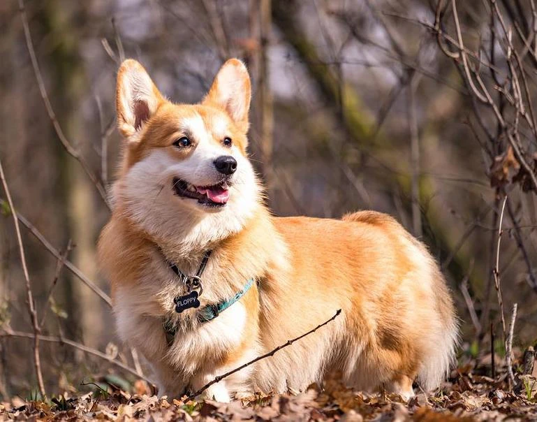 Chó Corgi - Nguồn gốc, đặc điểm và cách chăm sóc tốt nhất