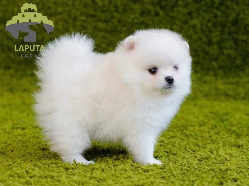 Chó Phốc sóc giá bao nhiêu? Địa chỉ mua chó Pomeranian giá rẻ