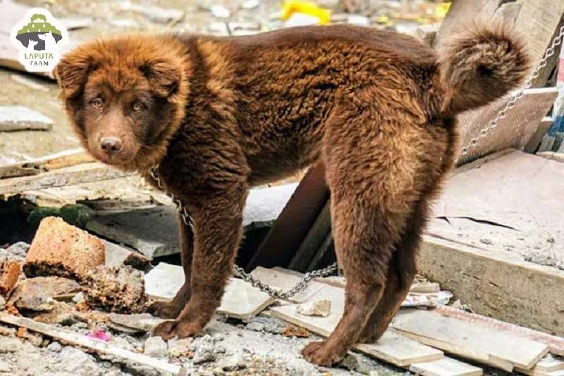 Chó Bắc Hà: Nguồn gốc, cách chăm sóc và giá bán