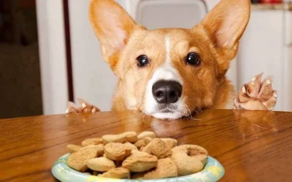 Có nên nuôi giống chó Corgi không? Cần lưu ý gì khi nuôi Corgi? (2020)