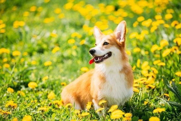 Có nên nuôi giống chó Corgi không? Cần lưu ý gì khi nuôi Corgi? (2020)