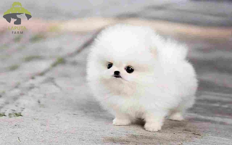 Chó Phốc sóc giá bao nhiêu? Địa chỉ mua chó Pomeranian giá rẻ